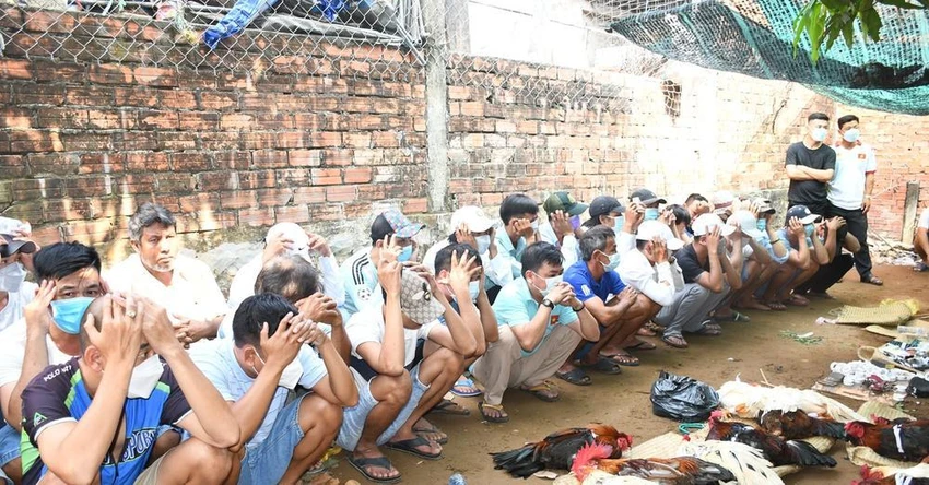44 người bị bắt quả tang đang đá gà ăn tiền. Ảnn: CACC 44 người bị bắt quả tang đang đá gà ăn tiền. Ảnn: CACC