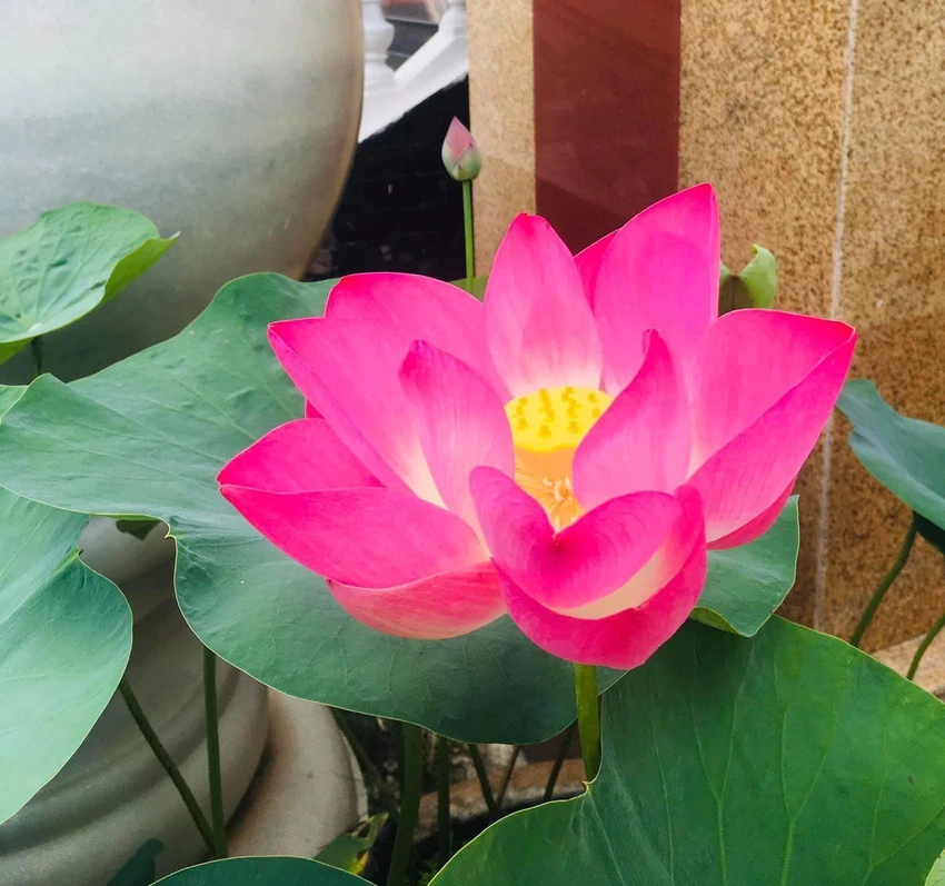 Sen hồng Đồng Tháp. Ảnh: HD Sen hồng Đồng Tháp. Ảnh: HD