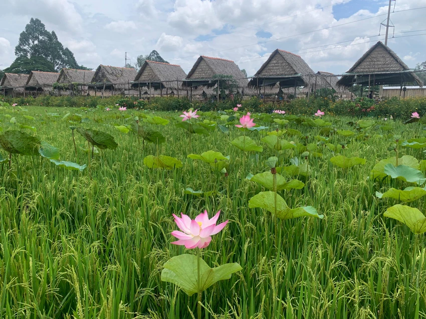 Với đặc tính sinh học, thích nghi môi trường khắc nghiệt, Sen còn tượng trưng cho phẩm chất con người Đồng Tháp luôn nỗ lực vươn lên từ gian khó