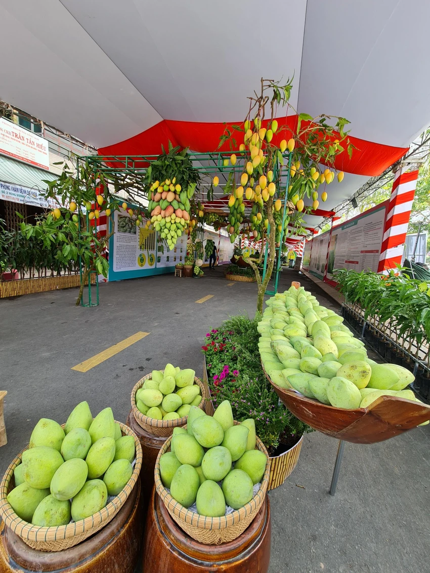 Ba giống xoài được trồng chủ lực tại Đồng Tháp là Cát Chu, Tượng da xanh, Cát Hòa Lộc.