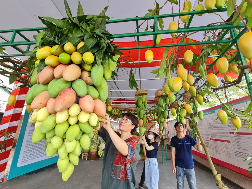 Thành phố Cao Lãnh và huyện Cao lãnh là 2 địa phương có diện tích trồng xoài lướn nhất ưở Đồng Tháp.