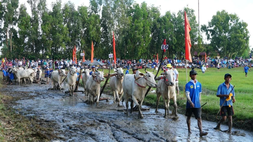 Có 56 đôi bò tham gia tranh tài ở hội đua năm nay Có 56 đôi bò tham gia tranh tài ở hội đua năm nay