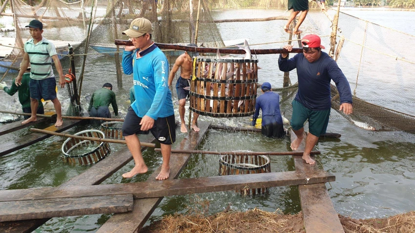 thu hoạch cá tra thu hoạch cá tra