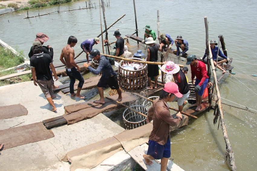 thu hoạch cá tra thu hoạch cá tra