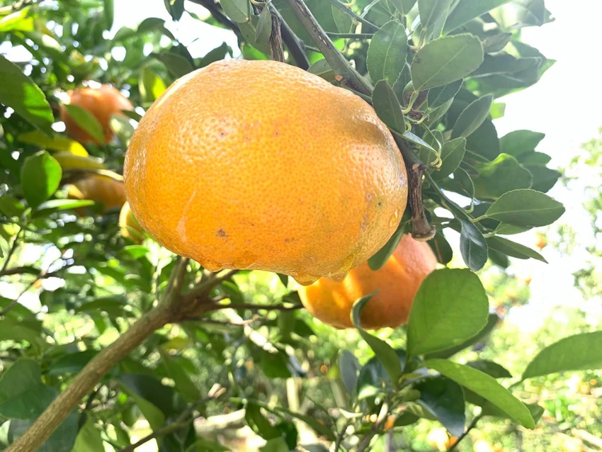 quýt hồng lai vung quýt hồng lai vung