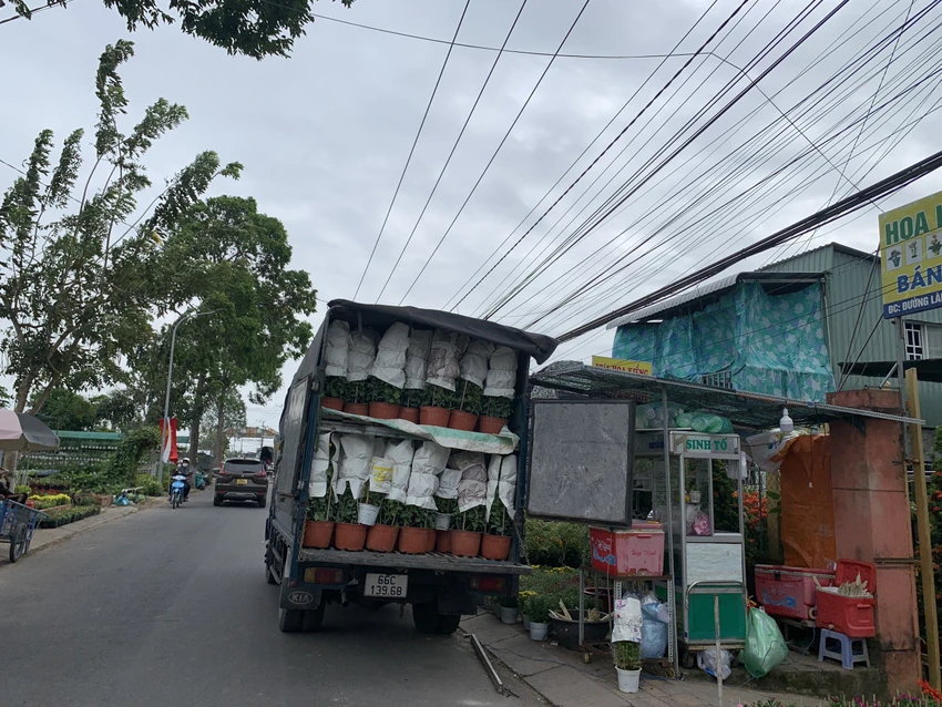làng hoa sa đéc làng hoa sa đéc