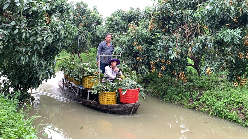 thu hoạch nhãn