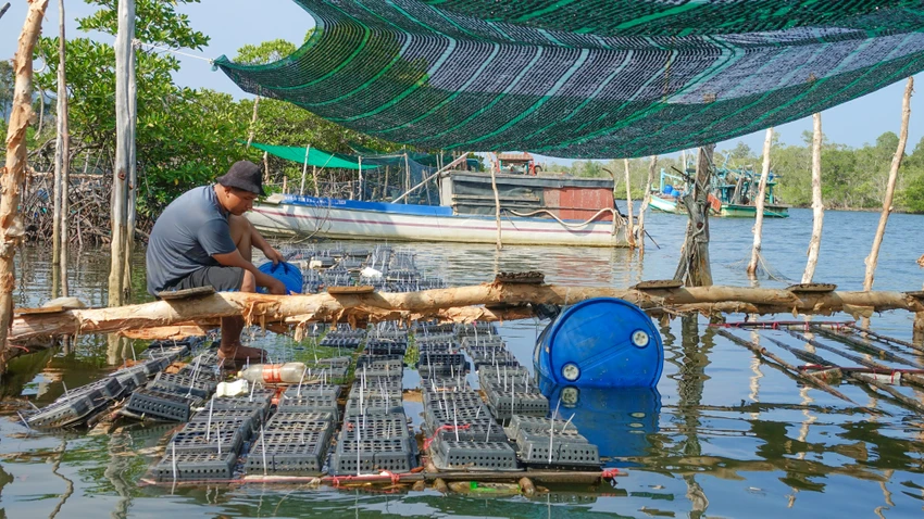 nuôi cua trong hộp nhựa nuôi cua trong hộp nhựa