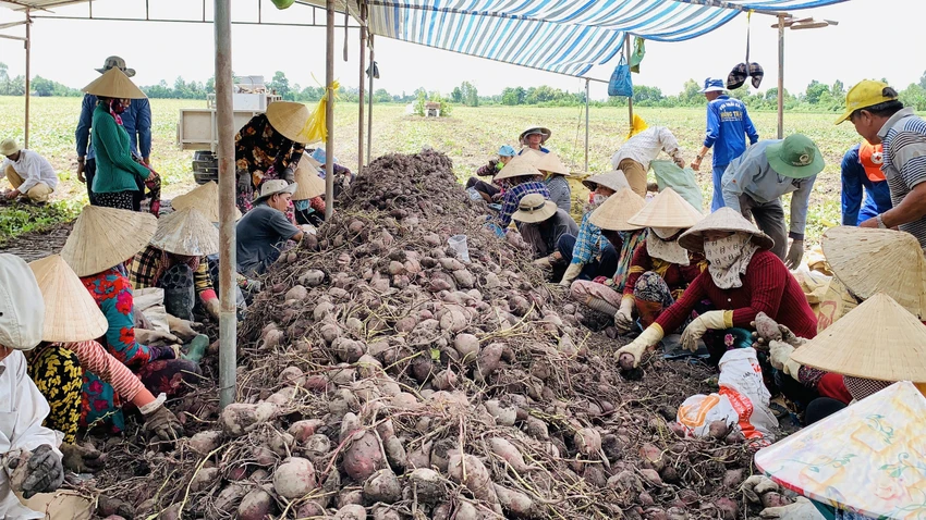 nông sản nông sản