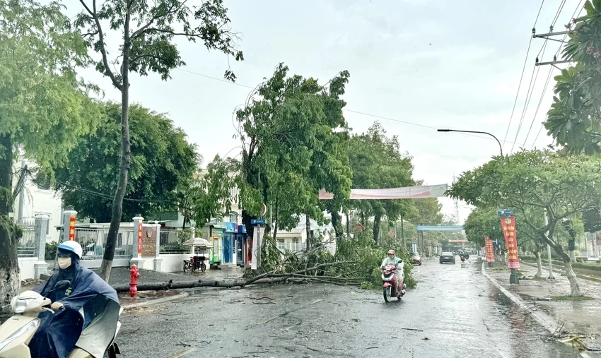 mua-giong-cuc-bo-an-giang-3.jpg