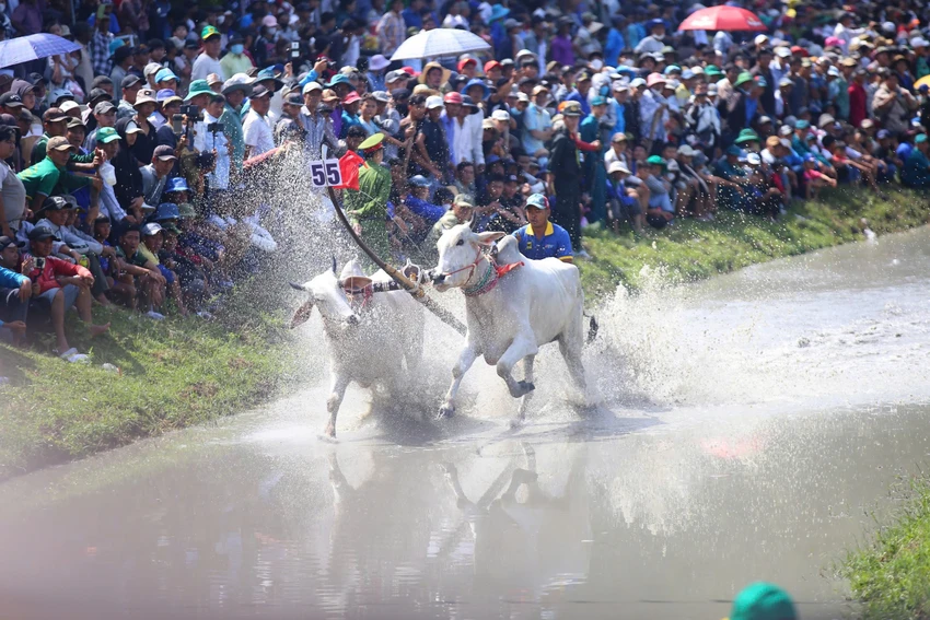 đua bò bảy núi an giang.jpg