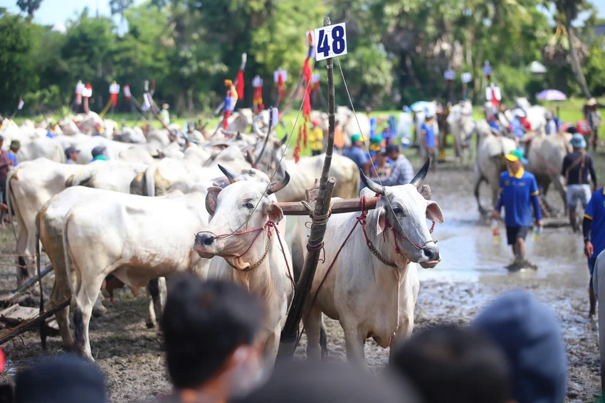 đua bò bảy núi an giang.jpg
