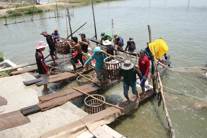 ngày hội cá tra đồng tháp