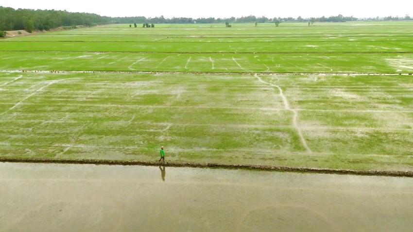 Cánh đồng lúa sinh thái kết hợp bảo tồn sếu đầu đỏ của gia đình ông Nguyễn Văn Mẫn