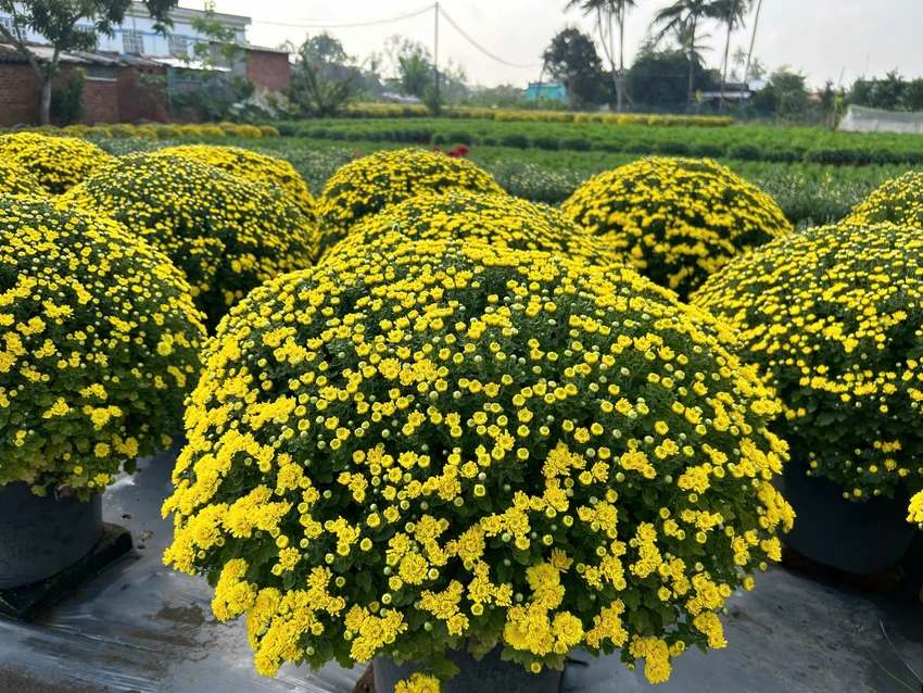 Hoa - Kiểng Chợ Lách
