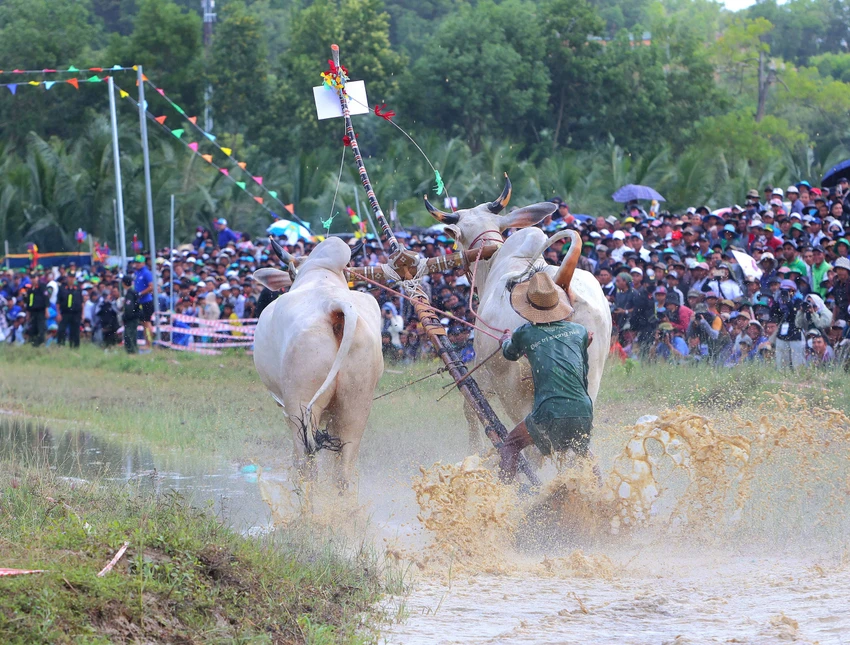 dua-bo-bay-nui-an-giang-5.JPG