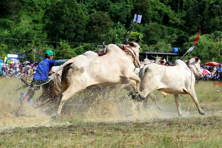 dua-bo-bay-nui-an-giang-6.JPG