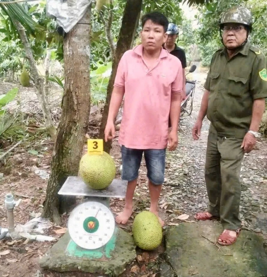 trộm 2 trái mít