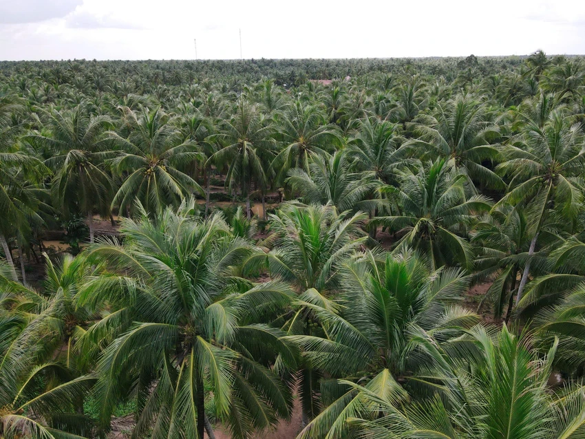 dừa,dừa sáp,vĩnh long,canh tác xanh