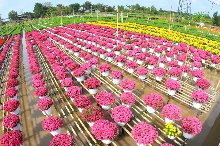 Festival Hoa – Kiểng Sa Đéc