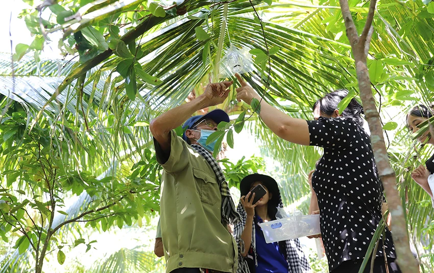 phân hữu cơ,nông dân,vĩnh long,trồng dừa,đại học trà vinh,sinh viên,phụ phẩm nông nghiệp