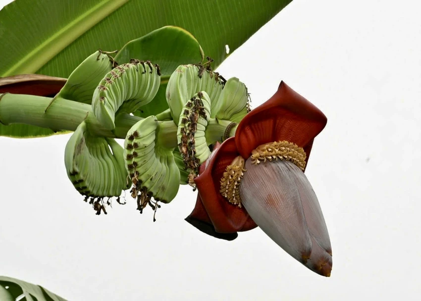 đồng tháp,vườn trái cây độc lạ,vú sữa nam hương,ăn được cả vỏ,vùng biên,hút khách