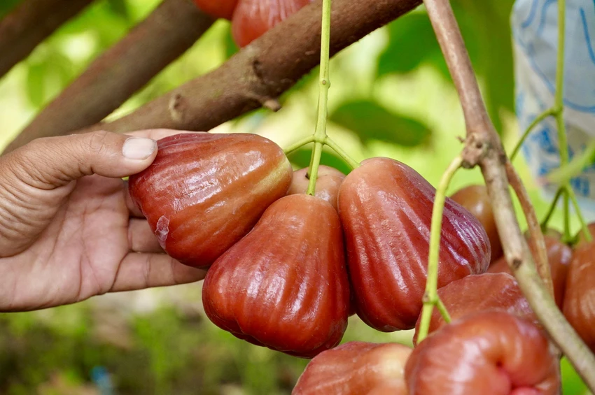 cần thơ,nông dân,mận hồng sân tiên,nhãn ido,mận an phước,xâm nhập mặn,truy xuất nguồn gốc