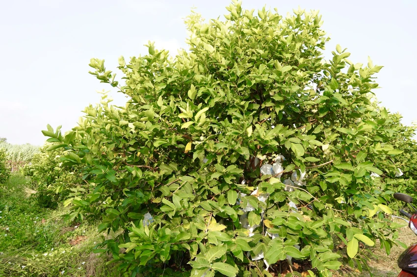 cần thơ,nông dân,mận hồng sân tiên,nhãn ido,mận an phước,xâm nhập mặn,truy xuất nguồn gốc