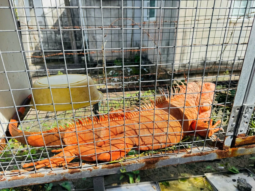 tê tê,động vật hoang dã,khu dân cư, cần thơ