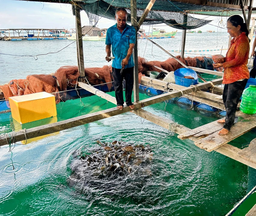 Nhờ vào nghề nuôi cá lồng bè giữa biển mà vợ chồng Hoa lo cho 4 người con ăn học thành tài, nhà cửa khang trang ở đất liền