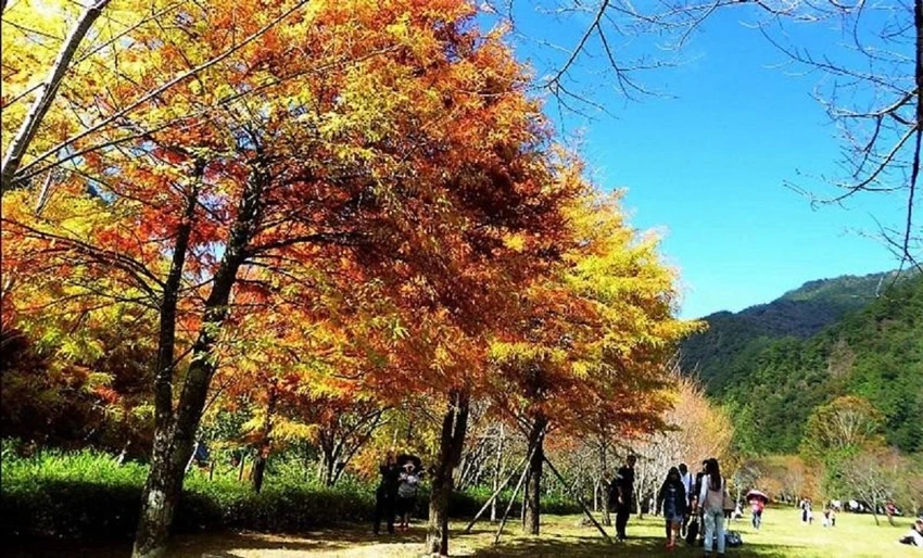 Malabon Hill cực đẹp mỗi mùa “lá rụng” Malabon Hill cực đẹp mỗi mùa “lá rụng”