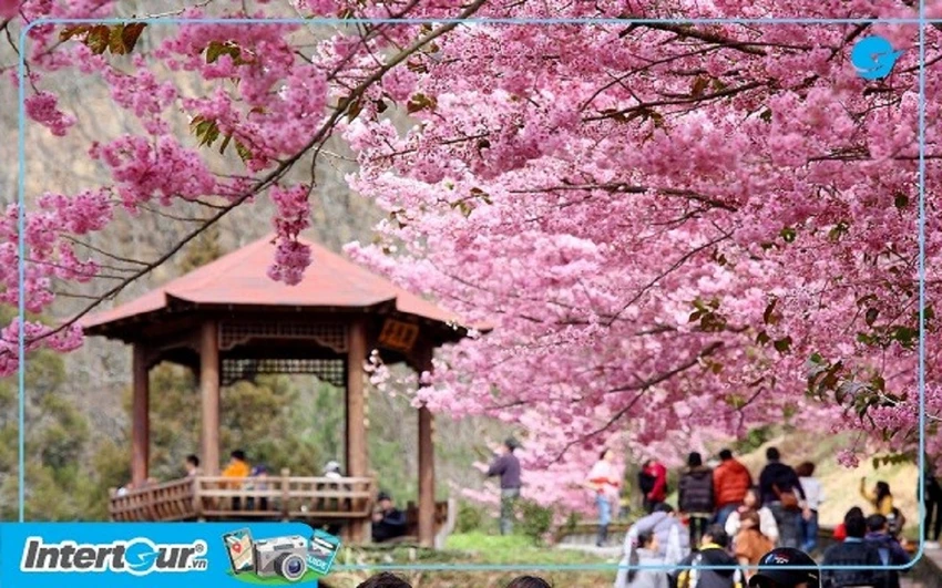 Du lịch Đài Loan mùa hoa anh đào cùng Intertour