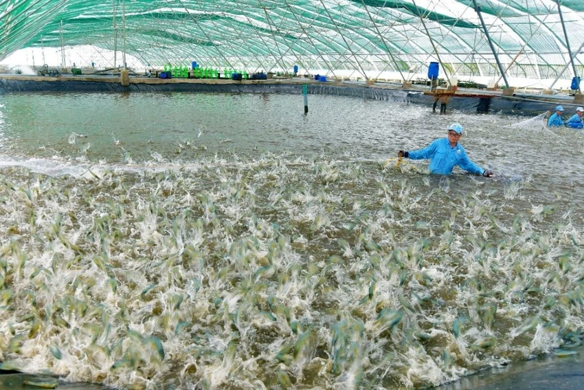 Hợp nhất tỉnh Bạc Liêu và Cà Mau - Mở đường phát triển toàn diện