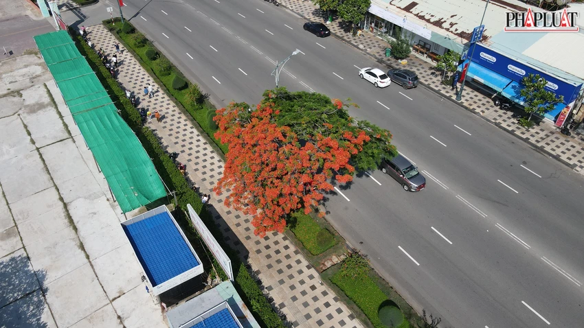 Cây phượng "hai lòng" nhìn từ trên cao- Ảnh:LH Cây phượng "hai lòng" nhìn từ trên cao- Ảnh:LH