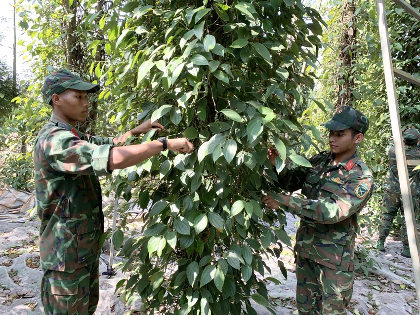 Giá tiêu thấp trong khi nhân công cao nên người dân không đủ chi phí cho việc thu hoạch vụ tiêu. Ảnh: TK