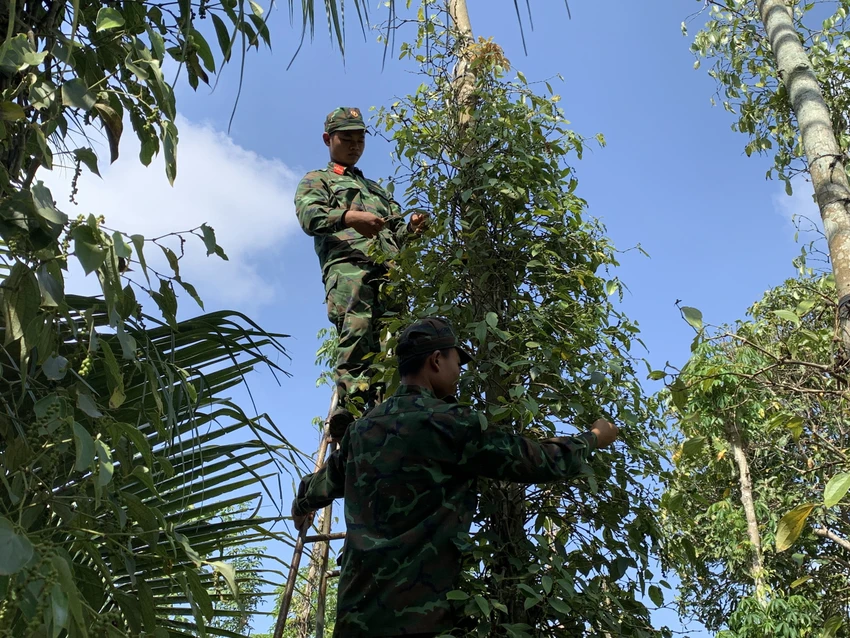 Các chiến sĩ bộ đội đang thu hoạch tiêu giúp người dân. Ảnh: ĐT