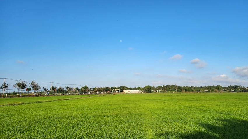 Canh-dong-lua-An-Nhưt.jpg