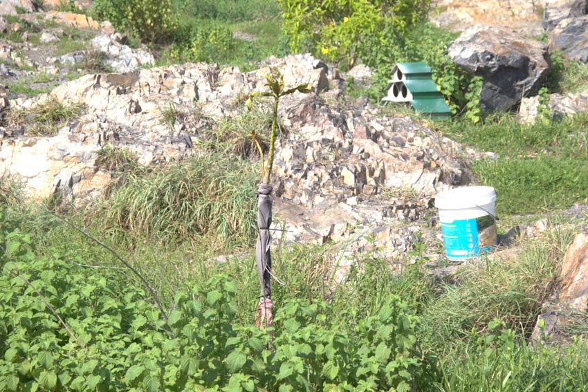 doi-con-heo-h1.jpg