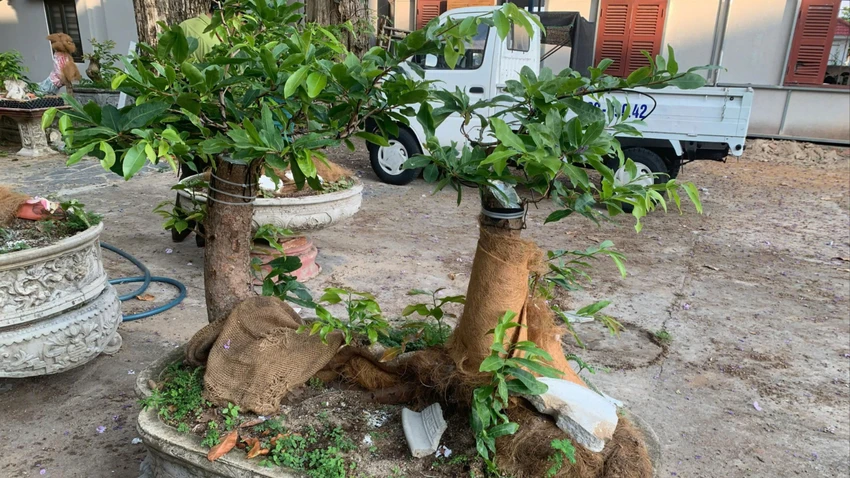 Hai trong số các cây mai của ông T bị tịch thu.
