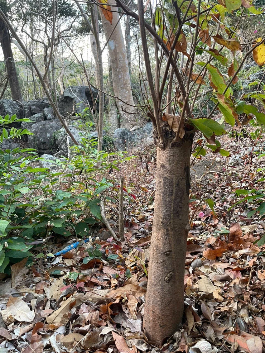 42-goc-mai.jpg