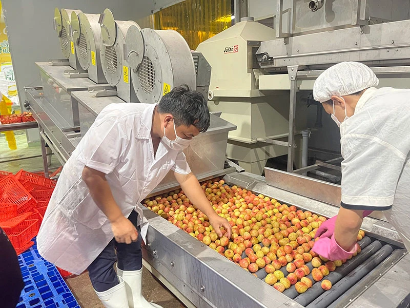 Giải pháp cứu nông sản rớt giá ảnh 2 Giải pháp cứu nông sản rớt giá ảnh 2