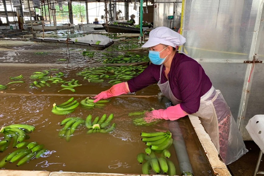 Để chuỗi sản xuất, cung ứng hồi sinh trở lại ảnh 4 Để chuỗi sản xuất, cung ứng hồi sinh trở lại ảnh 4