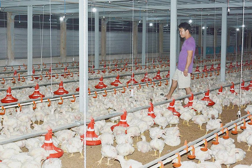 Giá thức ăn chăn nuôi leo thang làm khó người chăn nuôi. Ảnh: QH