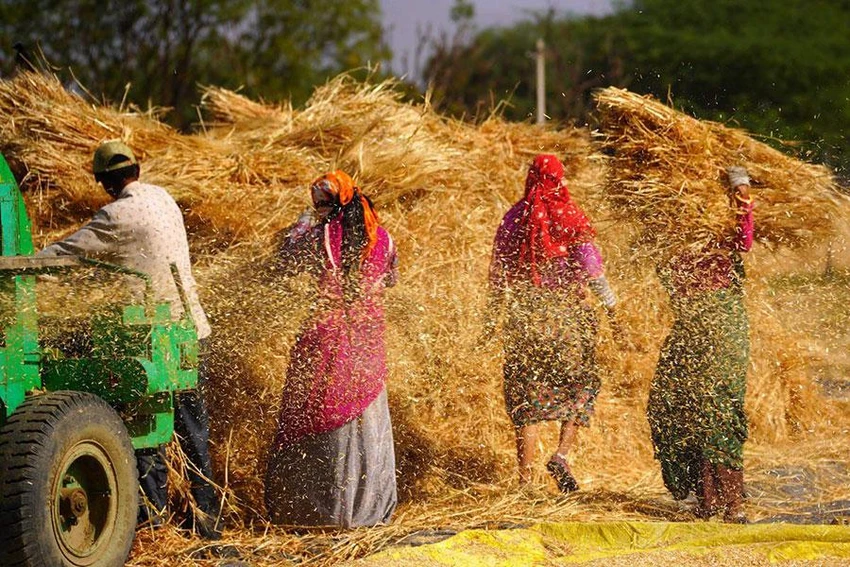 Công nhân nông trại thu hoạch lúa mì tại một ngôi làng ở ngoại ô Ajmer, bang Rajasthan (Ấn Độ) ngày 29-3. Ảnh: PTI