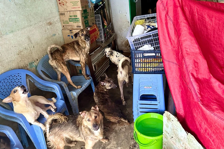 hộ dân nuôi 80 con chó