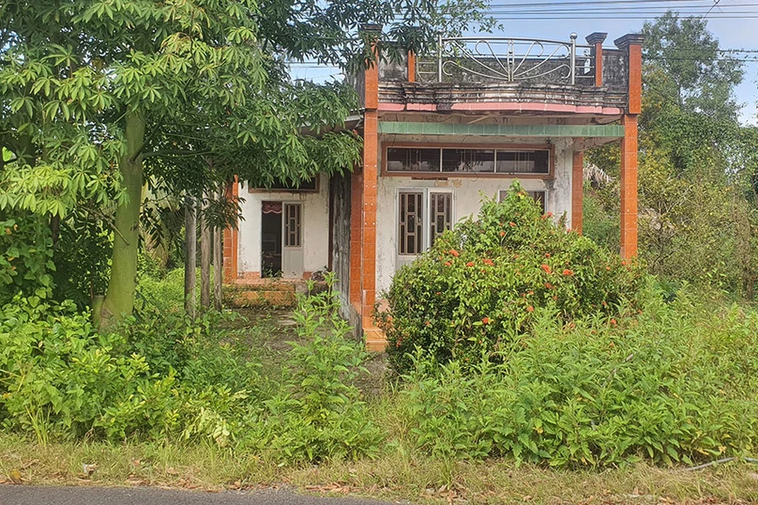 3-cay-mai.jpg