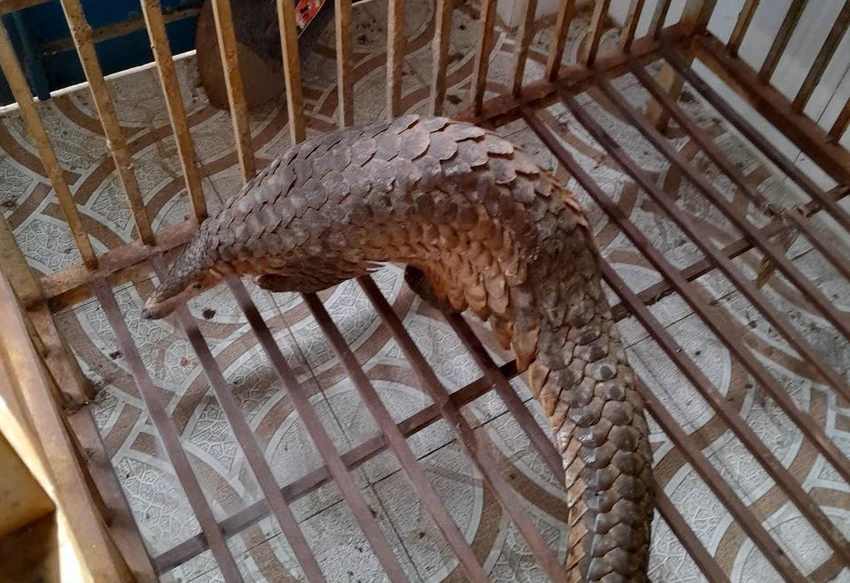 tê tê quý hiếm