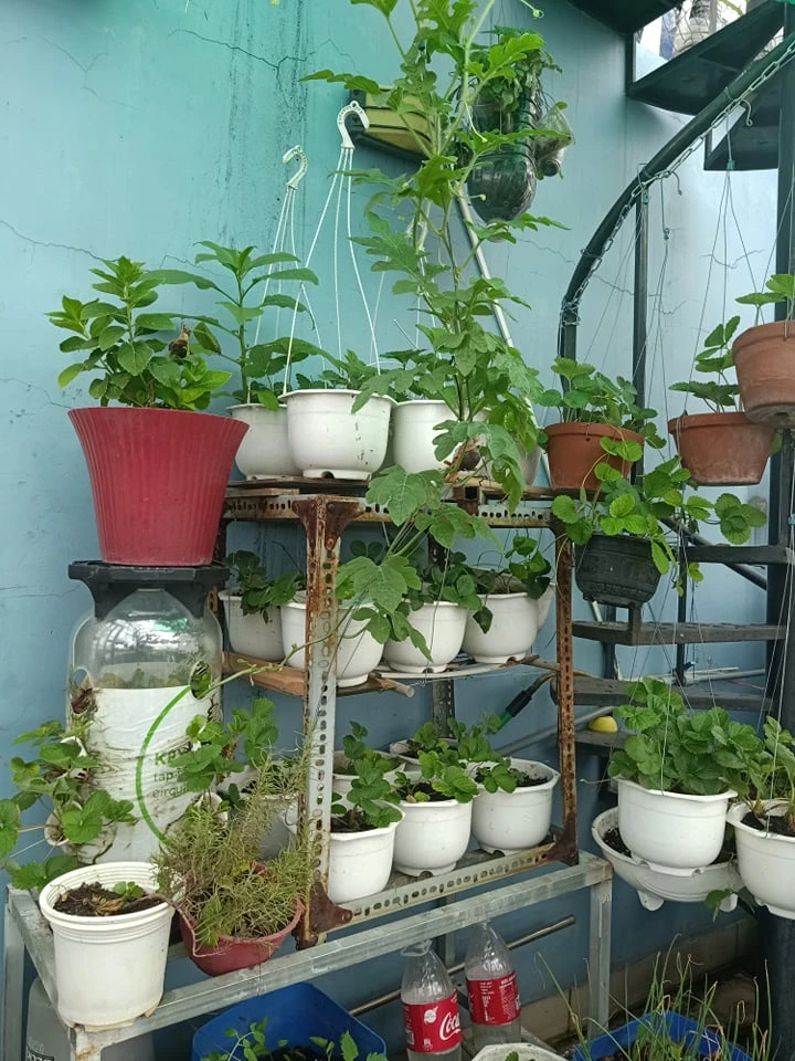Mùa dịch, nhiều gia đình không lo thiếu rau nhờ ... sân thượng ảnh 4