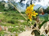 Đau lòng: Bị mẹ mắng, 2 anh em ăn lá ngón tử vong