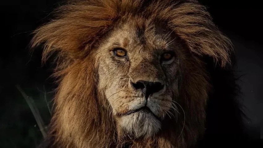 Vua sư tử Bob Junior đã thống trị vườn Serengeti 7 năm. Ảnh: BBC Vua sư tử Bob Junior đã thống trị vườn Serengeti 7 năm. Ảnh: BBC